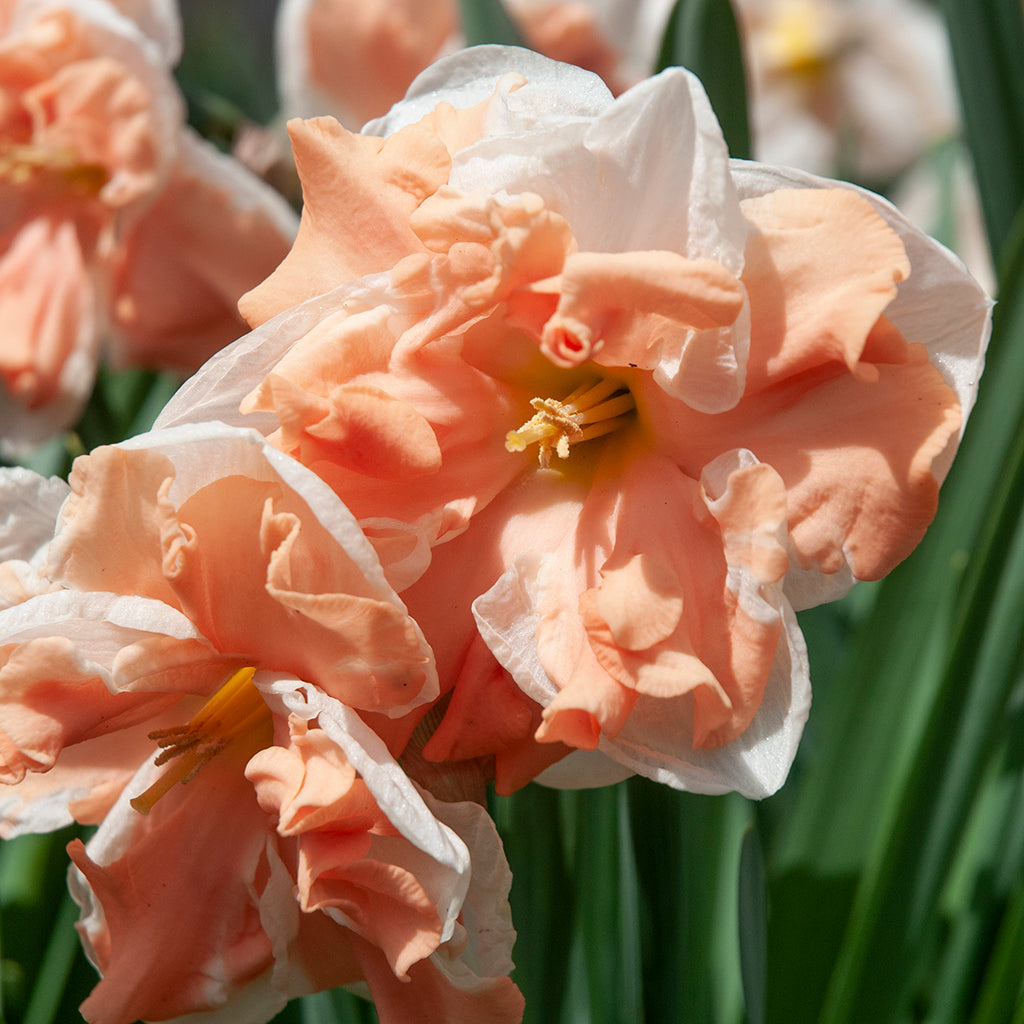 Narcissus Apricot Whirl 5-pack