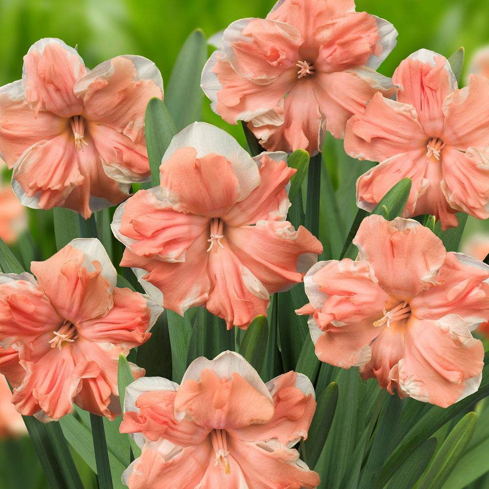 Narcissus Apricot Whirl 5-pack
