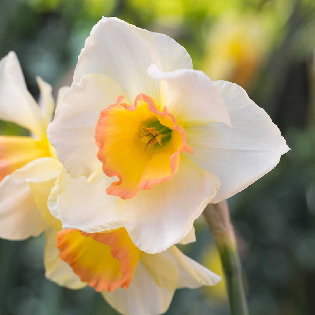 Narcissus Yazz 5-Pack