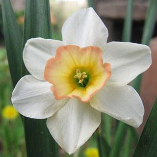 Narcissus Yazz 5-Pack