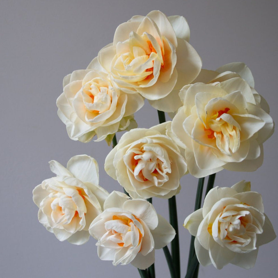 Narcissus Yosemite Valley 5-Pack
