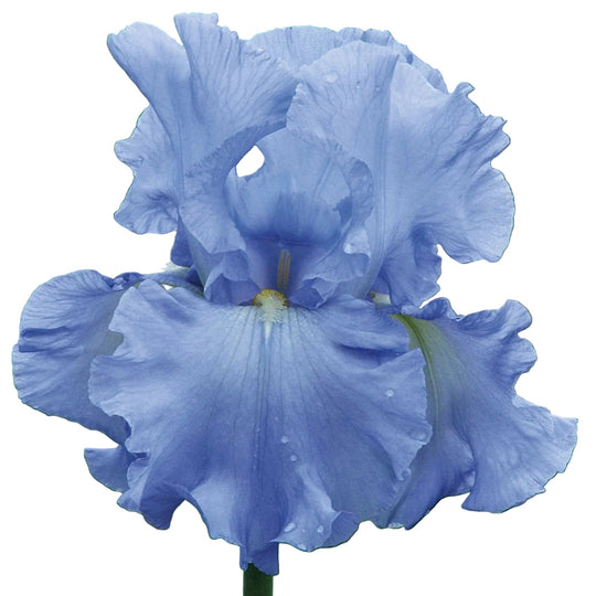 Iris Open Ocean