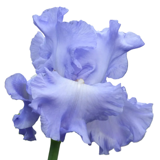 Iris Open Ocean