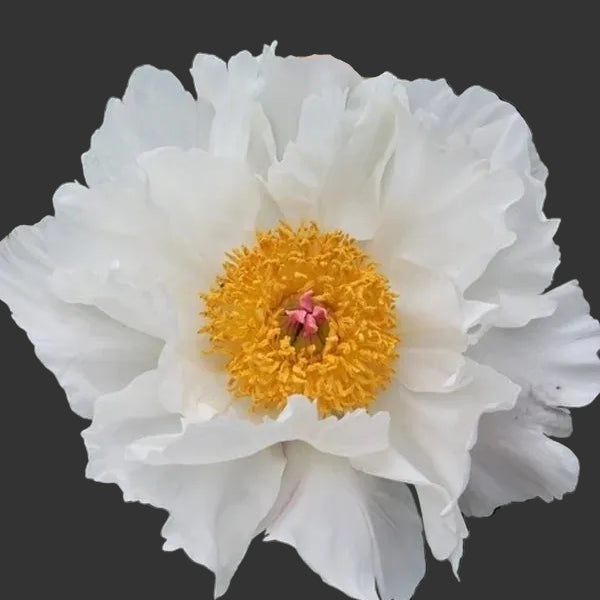 Peony Krinkled White