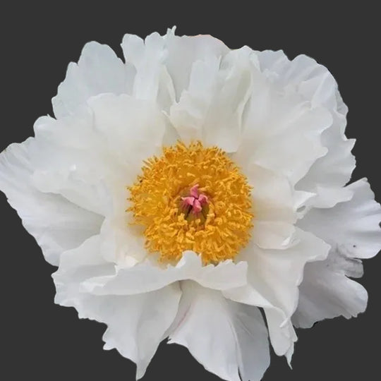 Peony Krinkled White