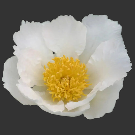 Peony Krinkled White