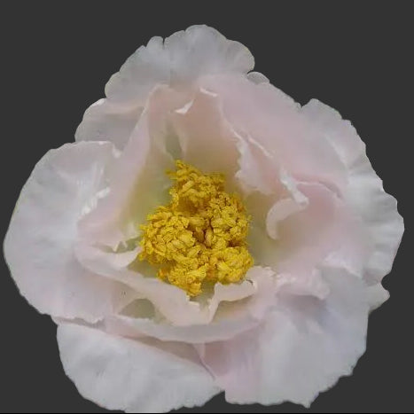 Peony Krinkled White