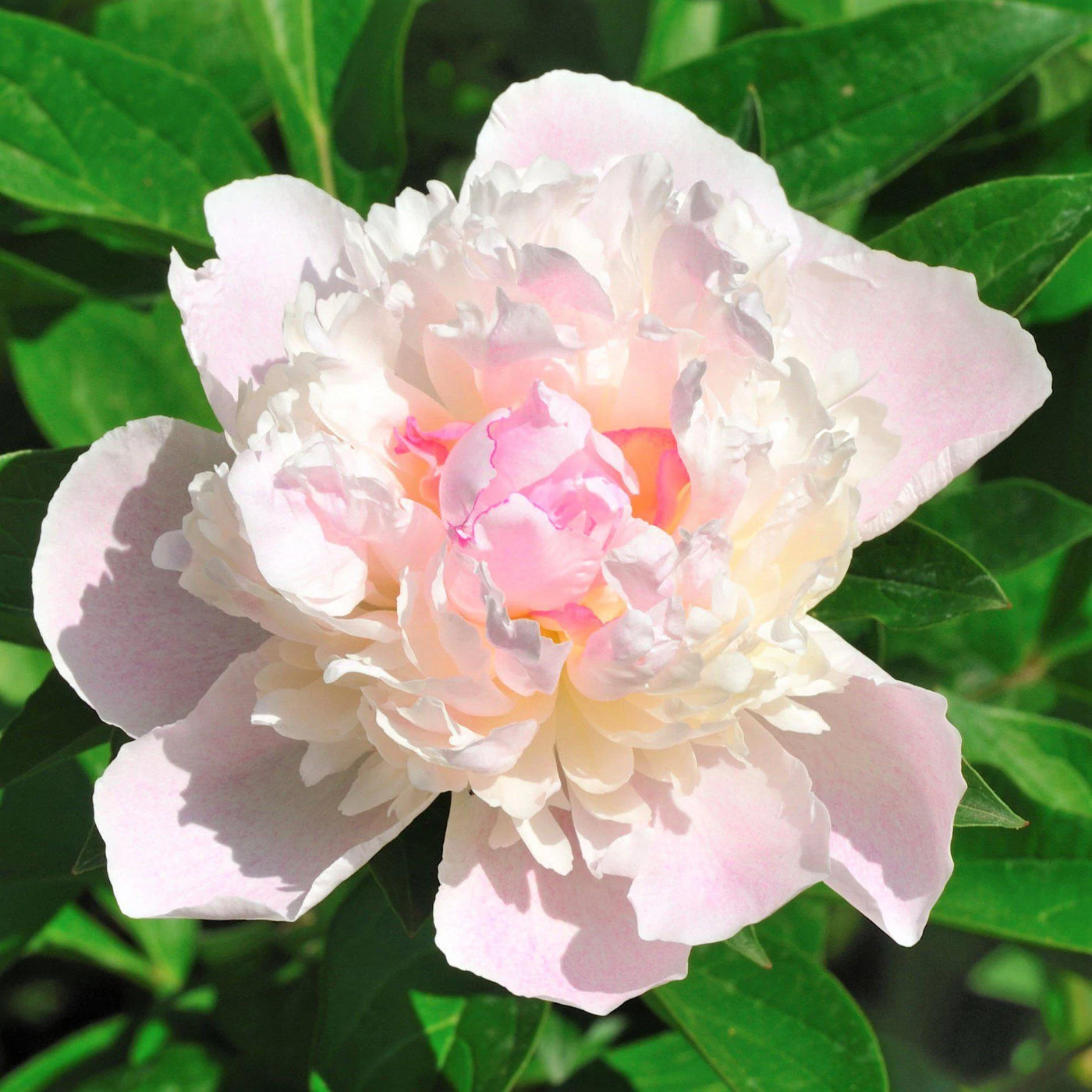 Peony Subscription