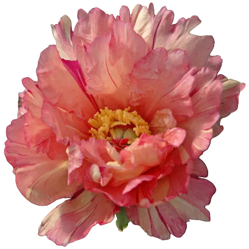 Collector Peony (ITOH) Sonoma Kaleidoscope