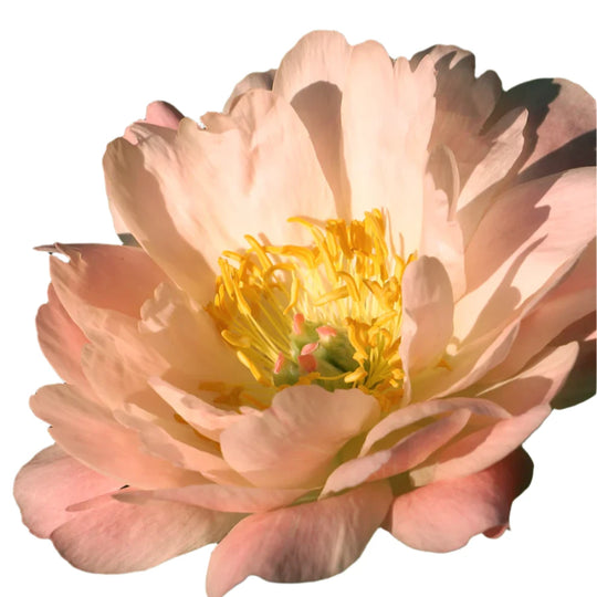 Collector Peony King's Day 3/5 eyes