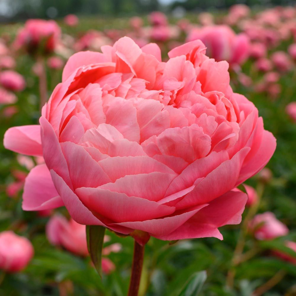 Peony Coral Charm