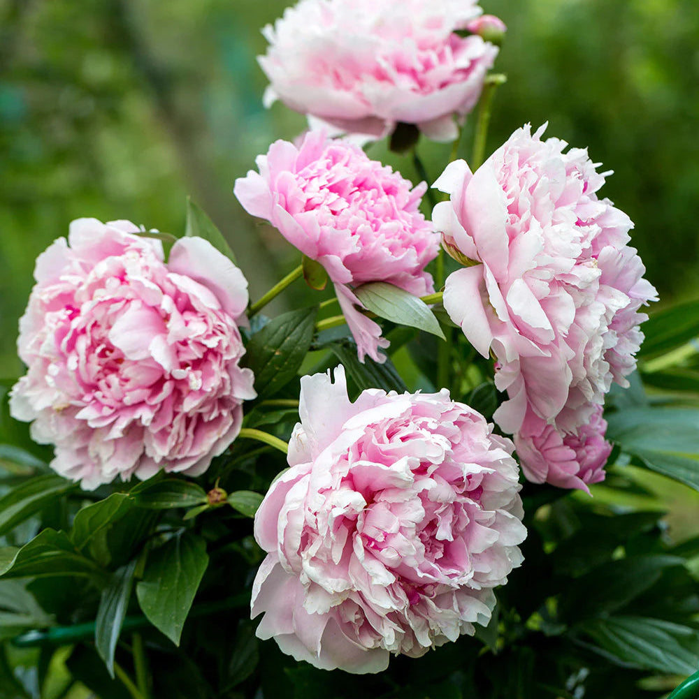 Peony Sarah Bernhardt
