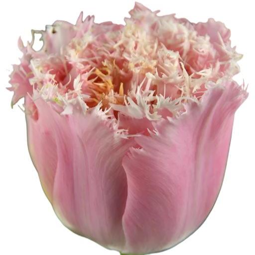 Tulip Pink Magic 10-pack