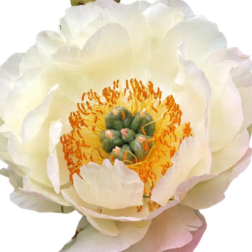 Collector Peony King's Day 3/5 eyes