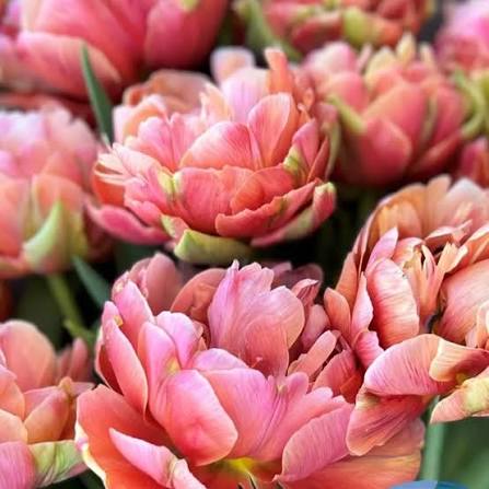 Tulip Quinty Trustfull 10-pack