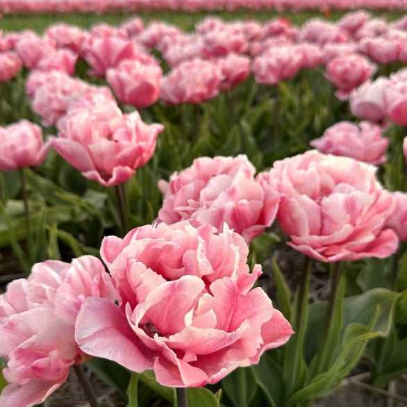Tulip Quinty Trustfull 10-pack