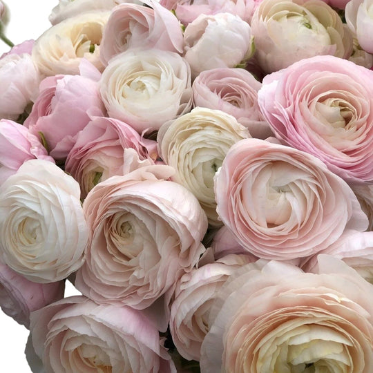 Ranunculus Chamallow 5-pack