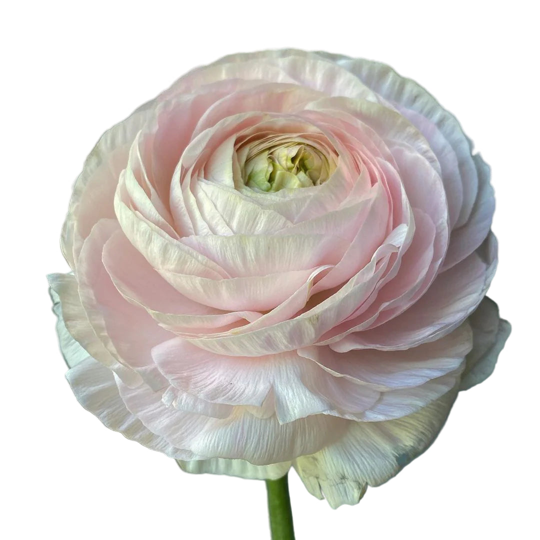 Ranunculus Chamallow 5-pack