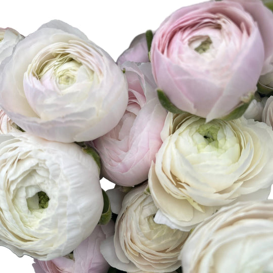 Ranunculus Chamallow 5-pack