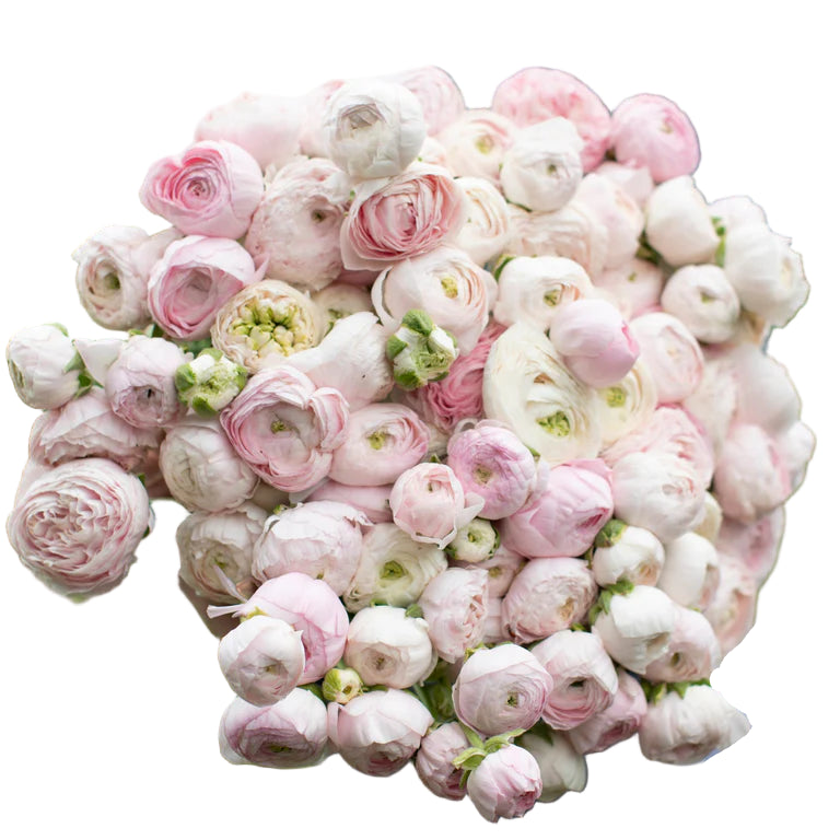 Ranunculus Chamallow 5-pack