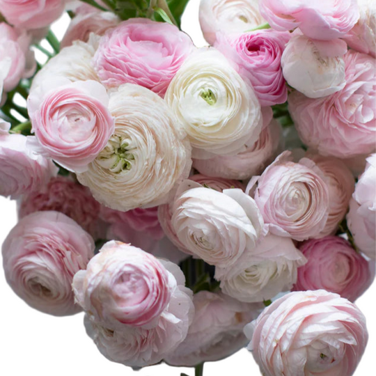 Ranunculus Chamallow 5-pack