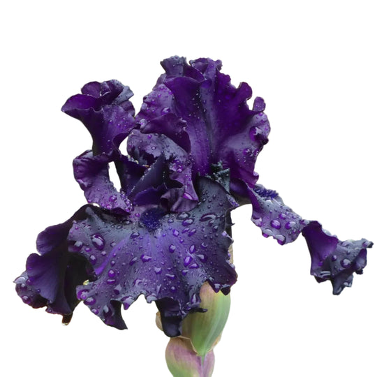 Iris Raven Girl MULTI-AWARD WINNER