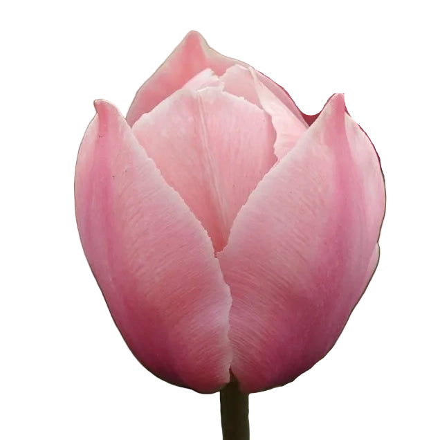 Tulip Salmon Van Eijk 10-pack