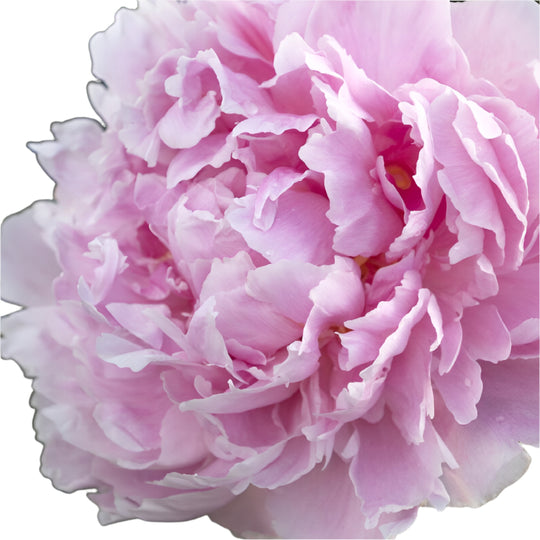 Peony Sarah Bernhardt