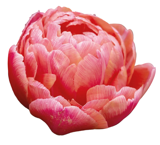 Tulip Etched Salmon 10-pack