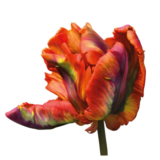 Tulip Rasta Parrot 10-pack