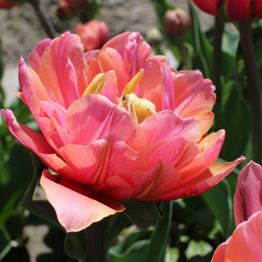 Tulip Pink Cameo 10-pack