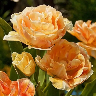 Tulip Charming Beauty 10-pack
