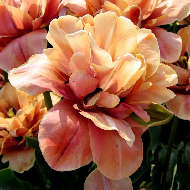 Tulip La Belle Epoque 10-pack