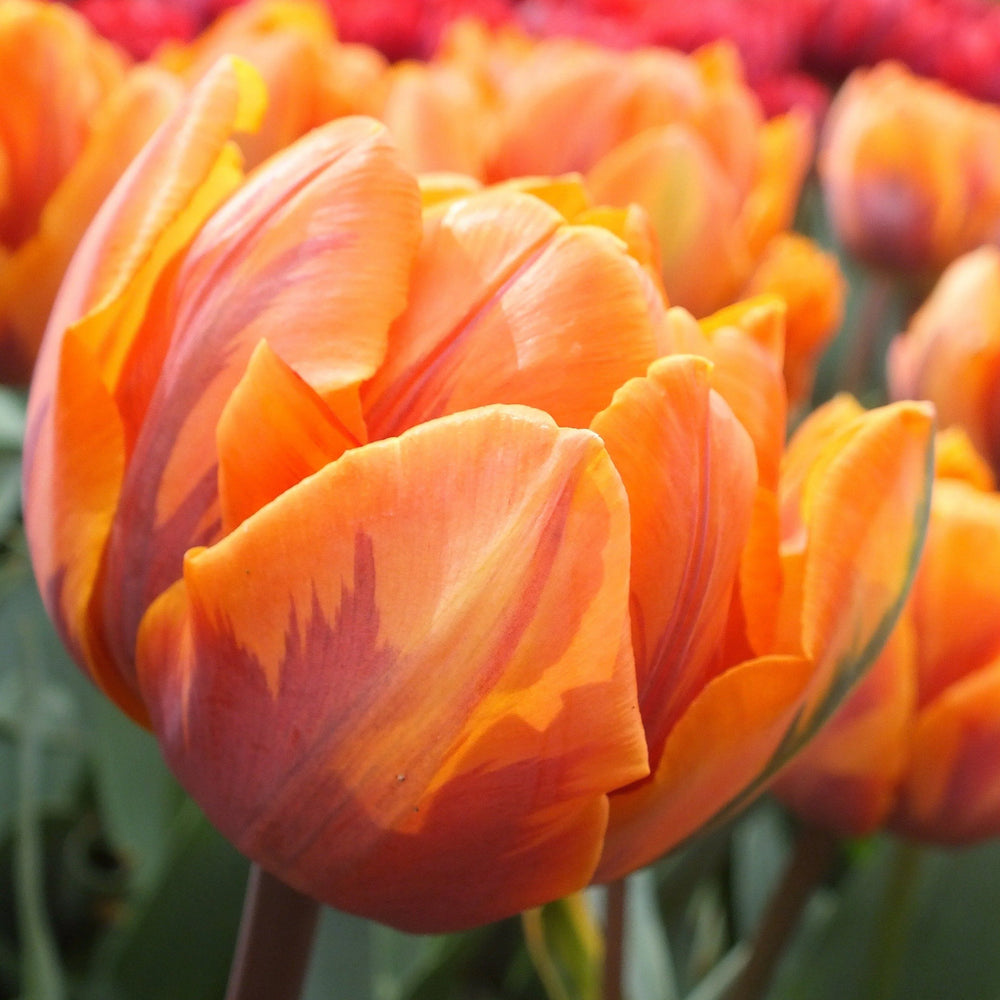 Tulip Orange Princess 10-pack