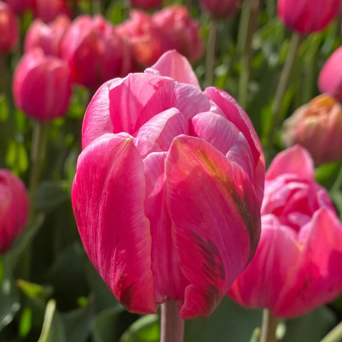 Tulip Pink Cameo 10-pack