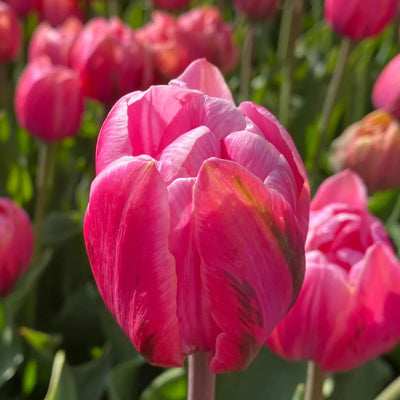 Tulip Pink Cameo 10-pack