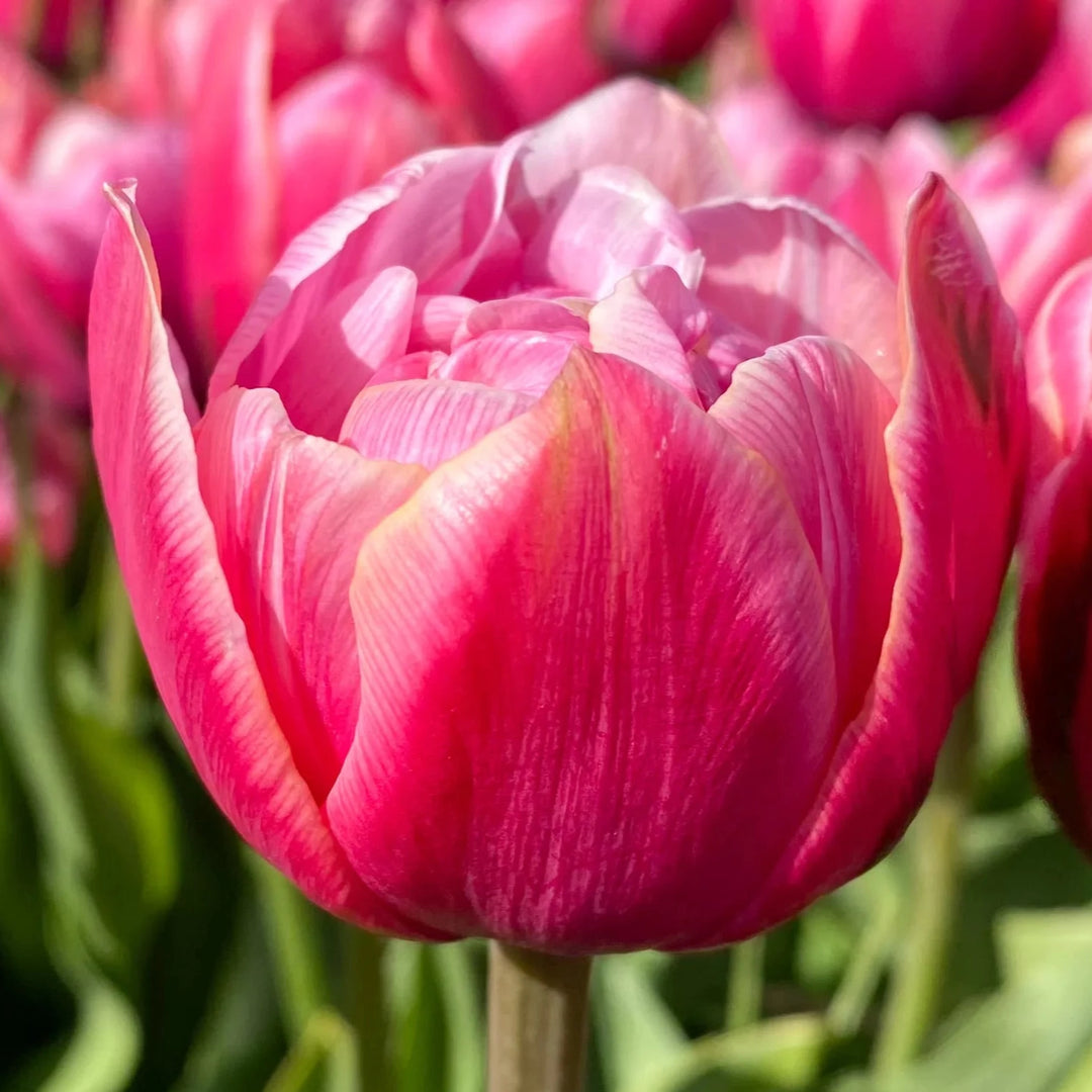 Tulip Pink Cameo 10-pack