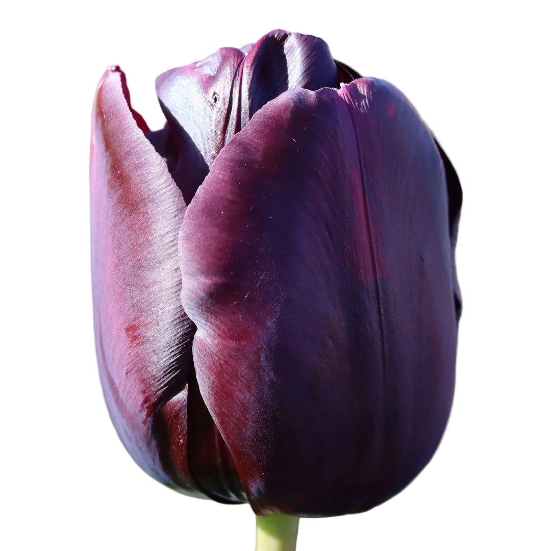 Tulip Queen of Night 10-pack