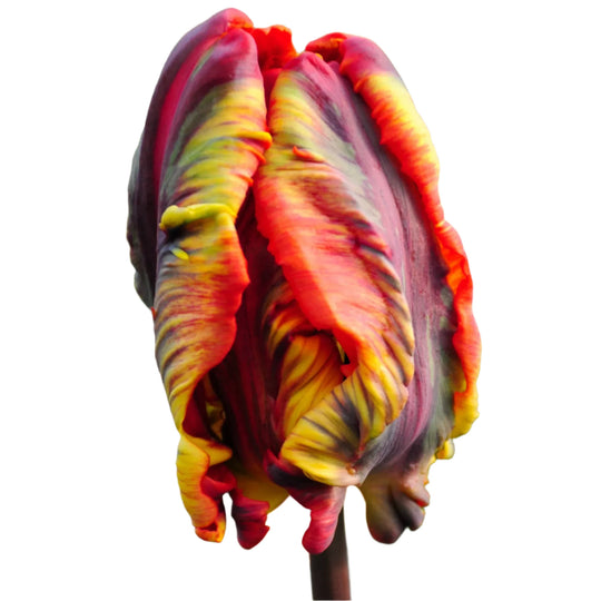 Tulip Rasta Parrot 10-pack