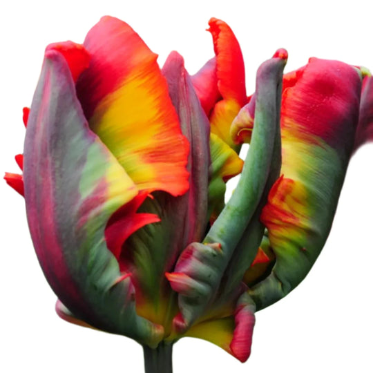 Tulip Rasta Parrot 10-pack