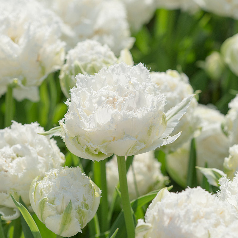 Tulip Snow Crystal 10-pack