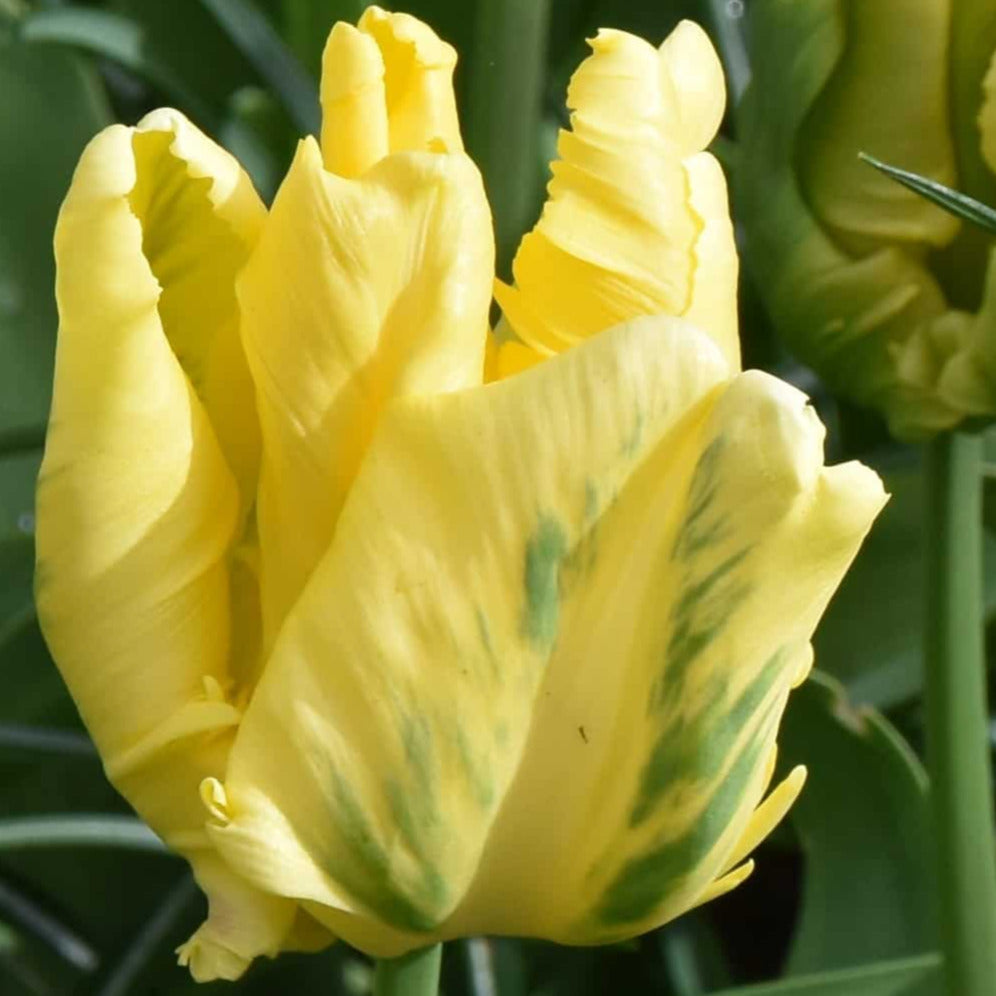 Tulip Yellow Madonna 10-pack