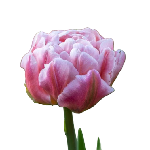 Tulip Pink Mist 10-pack
