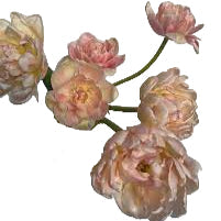 Tulip Pink Mist 10-pack