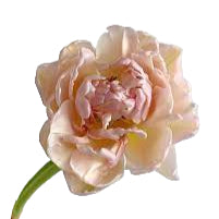Tulip Pink Mist 10-pack