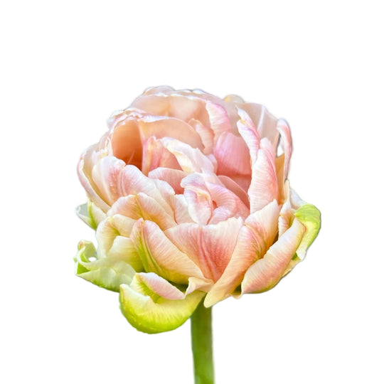 Tulip Pink Mist 10-pack