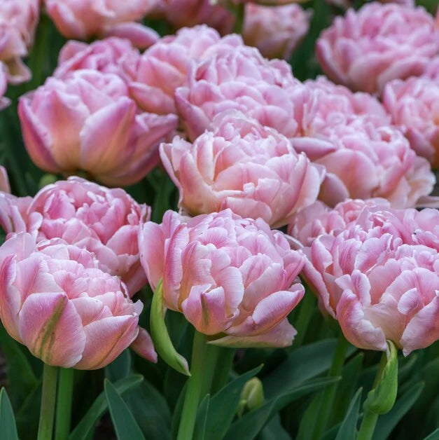 Tulip Pink Mist 10-pack