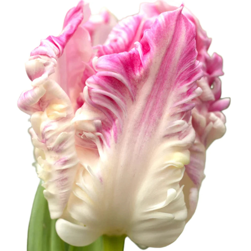 Tulip Cabanna Parrot 10-pack