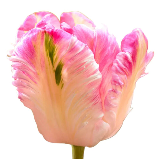 Tulip Cabanna Parrot 10-pack