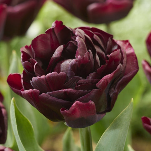 Tulip Canyon 10-pack